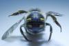 Anthidium septemspinosum